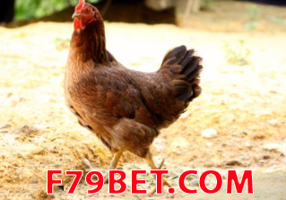 NằM Mơ THấY Gà MáI đáNH CON Gì? GIãI Mã GIấC Mơ THấY CON Gà MáI