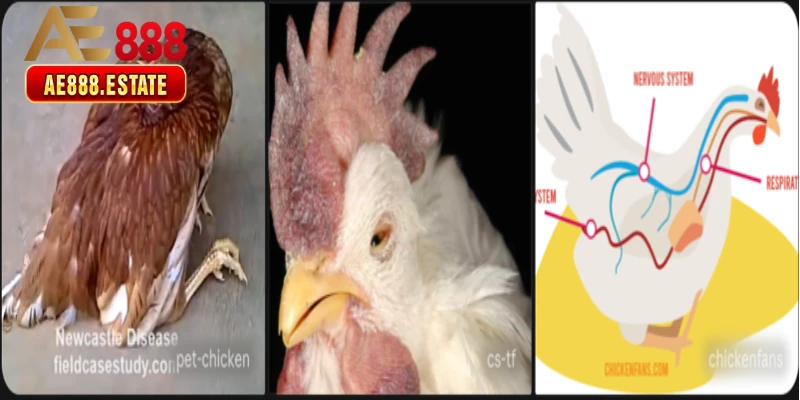 Bệnh 1 — Cúm Gà (Newcastle Disease)